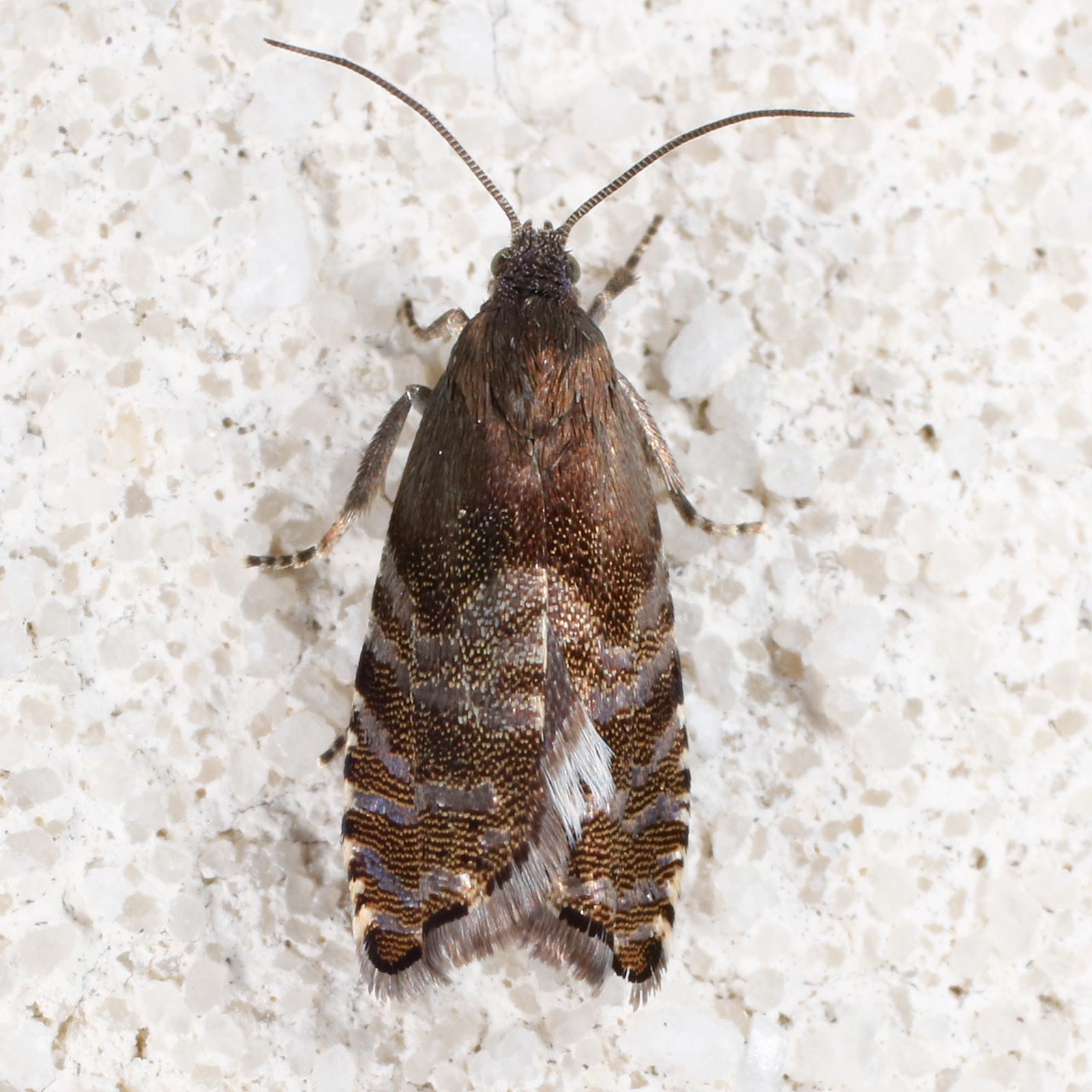 Tortricidae: Cydia strobilella?